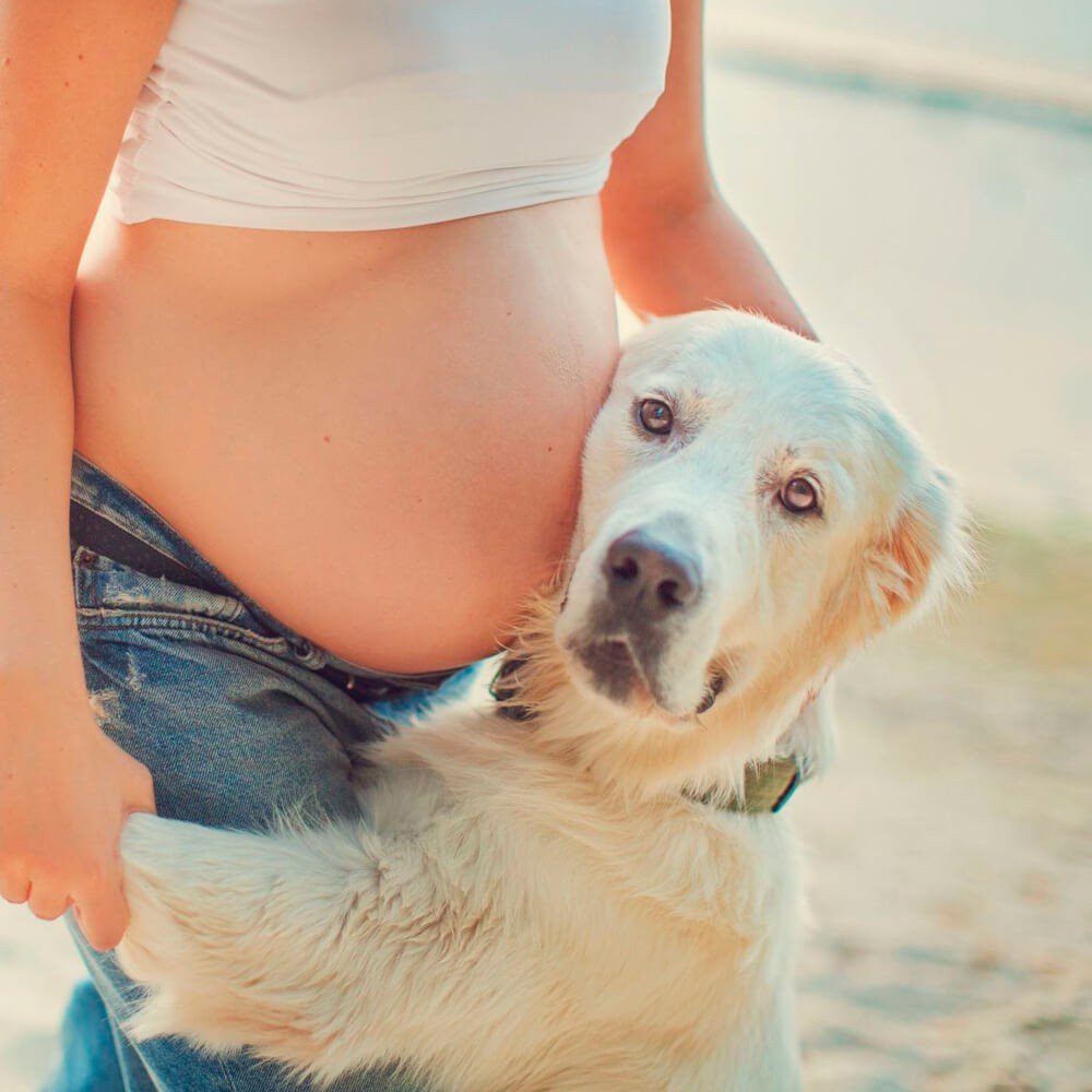 Atenção para os Pets Bebê Chegando